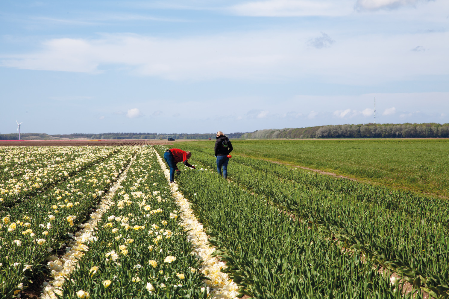 tulipánhagyma