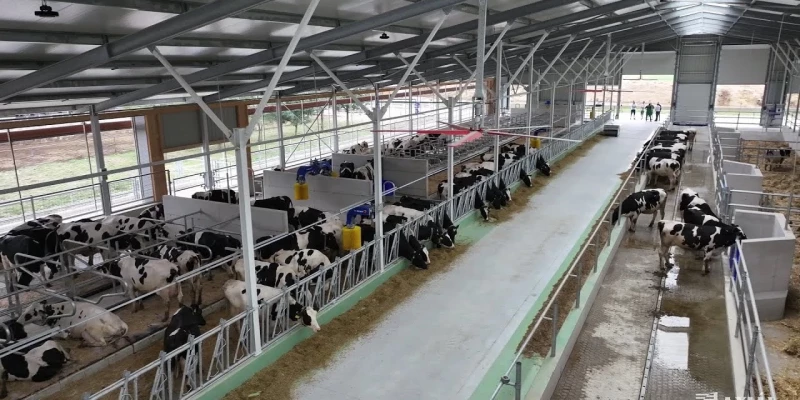 Az Extra Tej Kft. szarvasmarhái birtokba vehették új, vízágyas istállójukat 🙂🐮